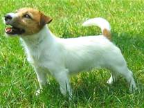 cane razza Jack Russell Terrier